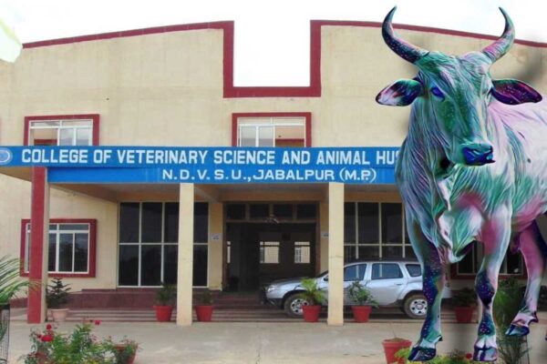 Cow scam Jabalpur