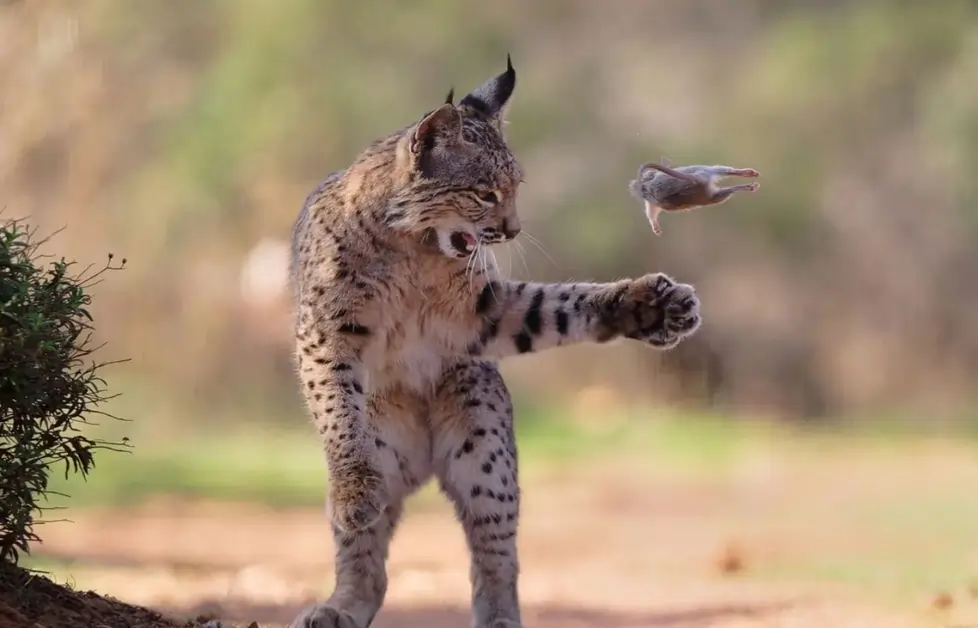 కెమెరా గీసిన కన్నీటి కావ్యం – రక్తపు చుక్కల రంగుల లోకం