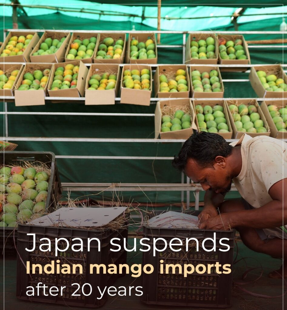 Indian Mangos 