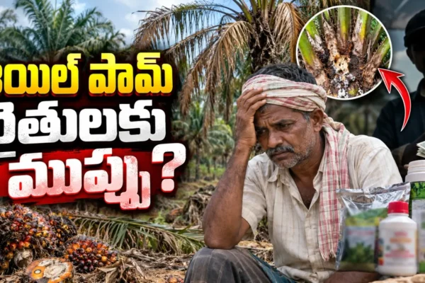 Oilpalm Farmers