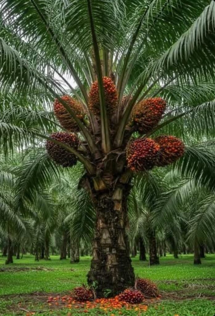 Phytophthora Fungus  on Oil Palm
